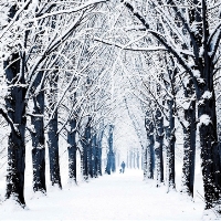 Charity Christmas card Woodland Trust.jpg Charity Christmas card Woodland Trust.jpg